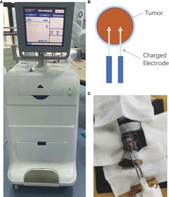 Corrigendum: Antitumor effect and immune response of nanosecond pulsed electric fields in pancreatic cancer